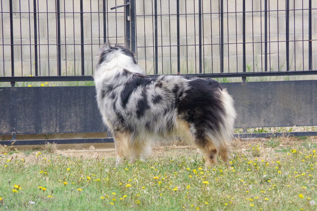 O'freyja lou pastre d'aqui