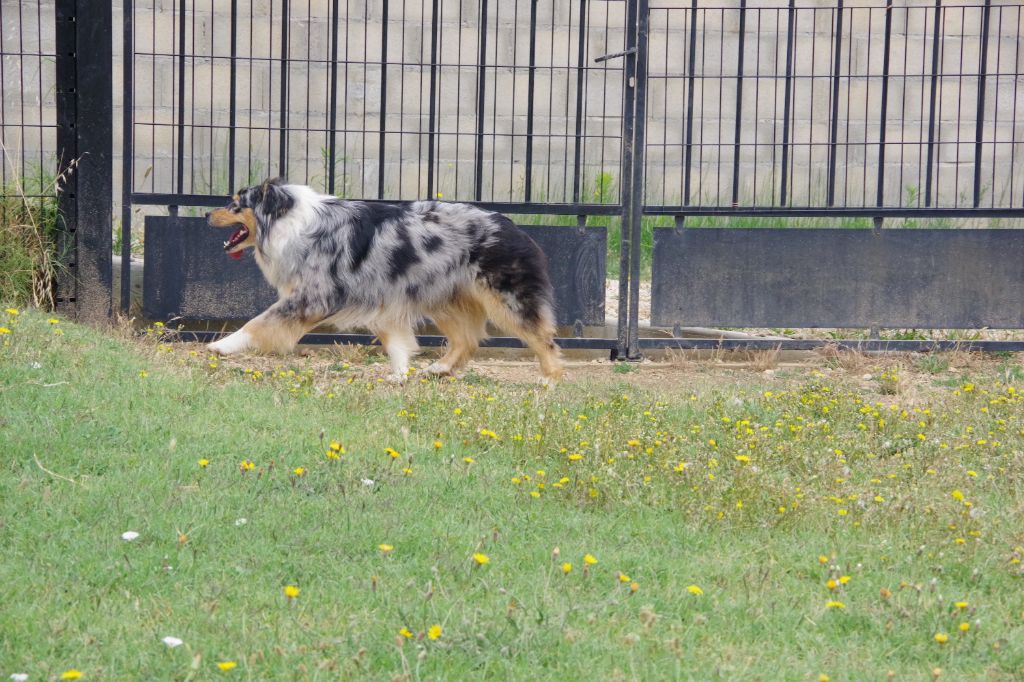 O'freyja lou pastre d'aqui