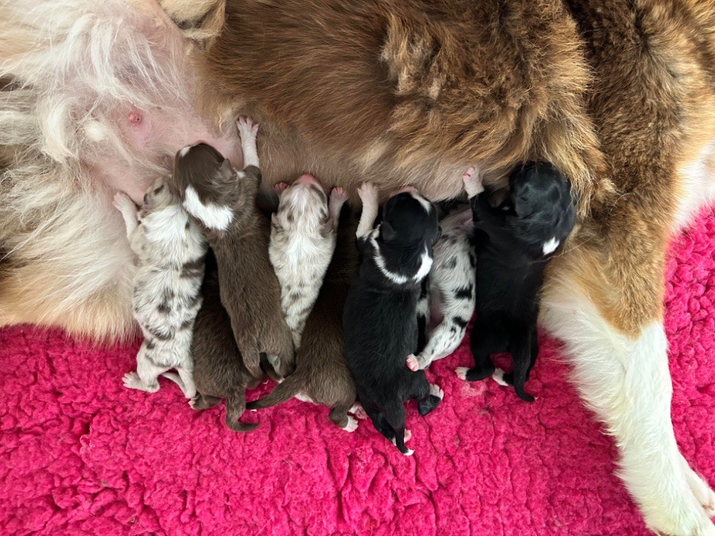 chiot Berger Australien Des Joyaux De Luna