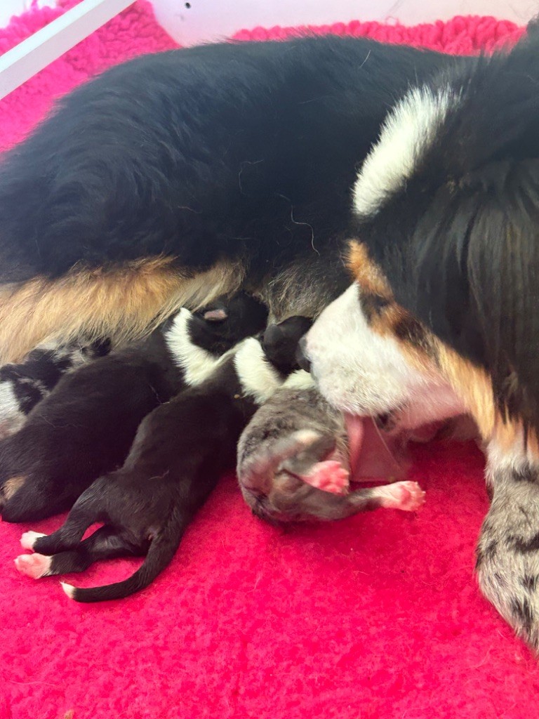 chiot Berger Australien Des Joyaux De Luna