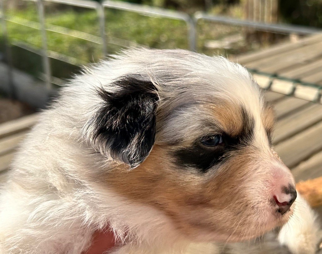 Des Joyaux De Luna - Chiot disponible  - Berger Australien