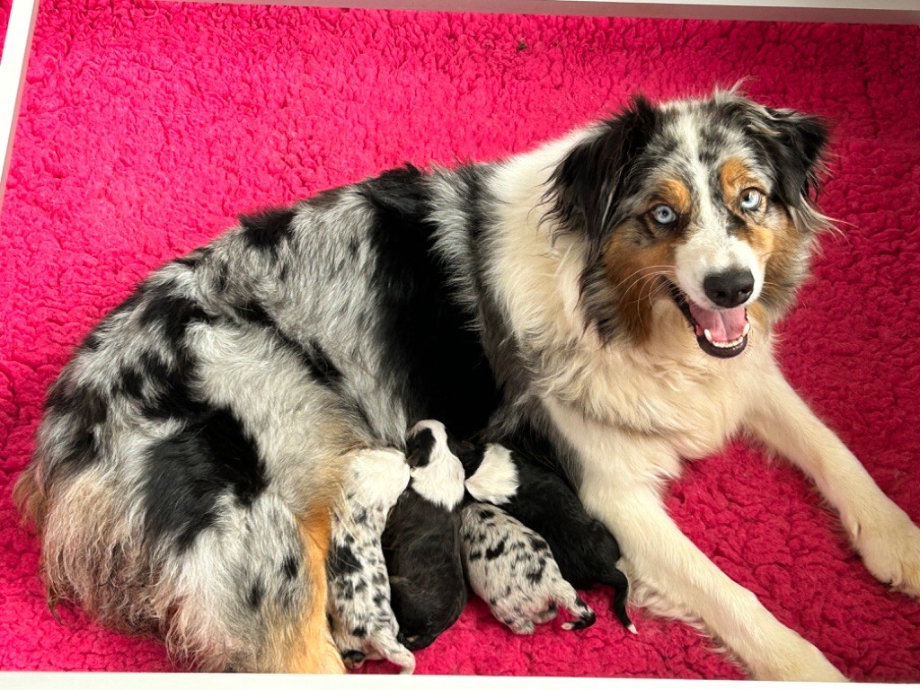 chiot Berger Australien Des Joyaux De Luna