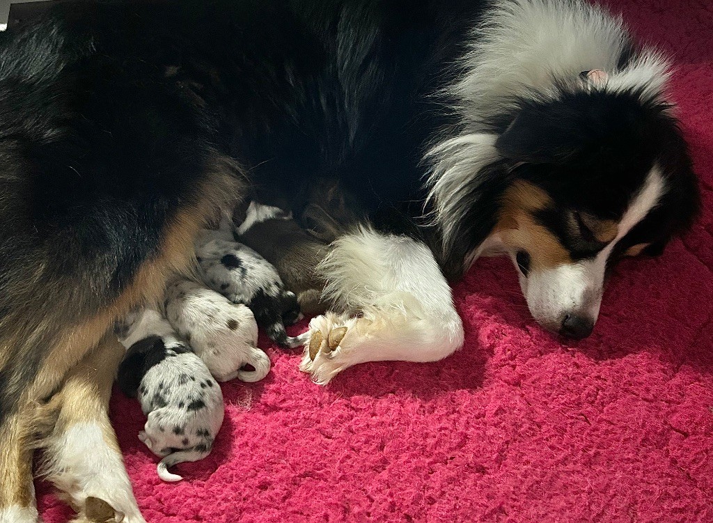 chiot Berger Australien Des Joyaux De Luna