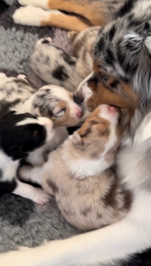 chiot Berger Australien Des Joyaux De Luna