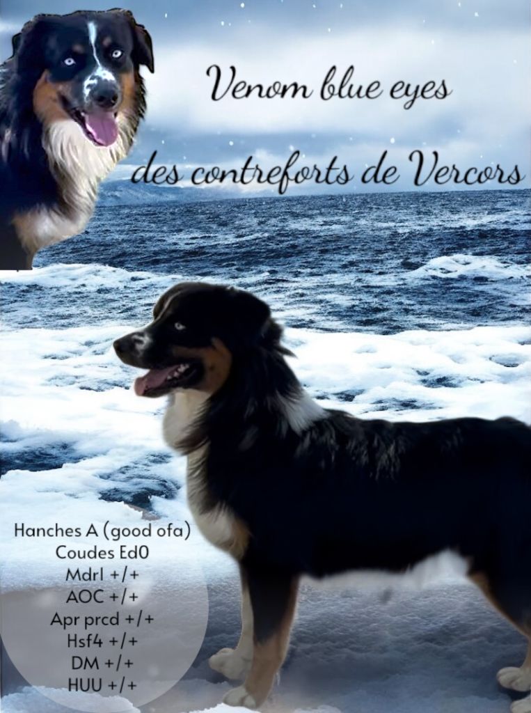 Venom blue eyes Des Contreforts Du Vercors