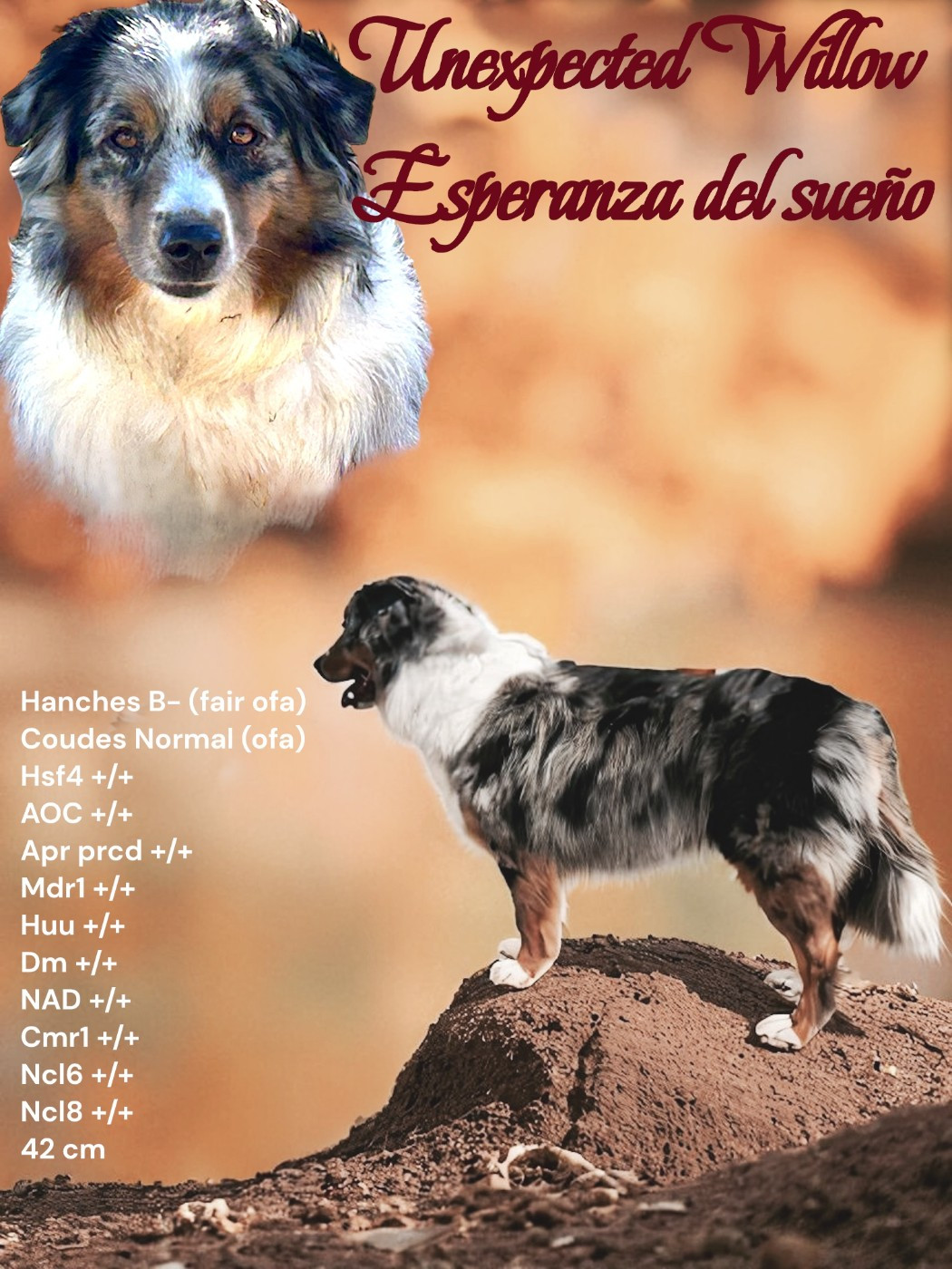Unexpected Willow Esperanza Del Sueño