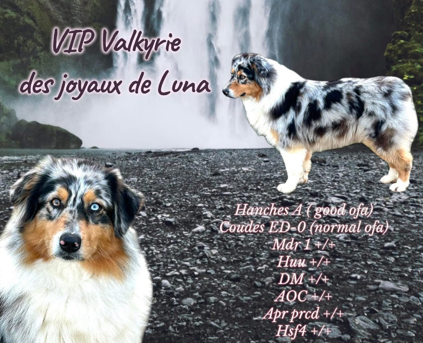 VIP VALKYRIE Des Joyaux De Luna
