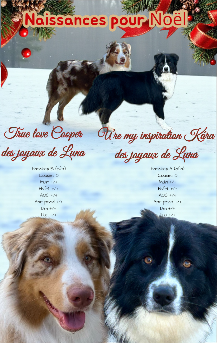 Naissances pour Noël