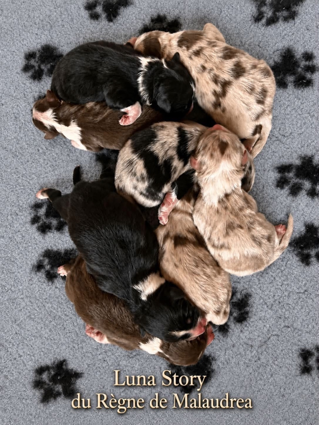 Des Joyaux De Luna - CHIOTS DISPONIBLES àla réservation