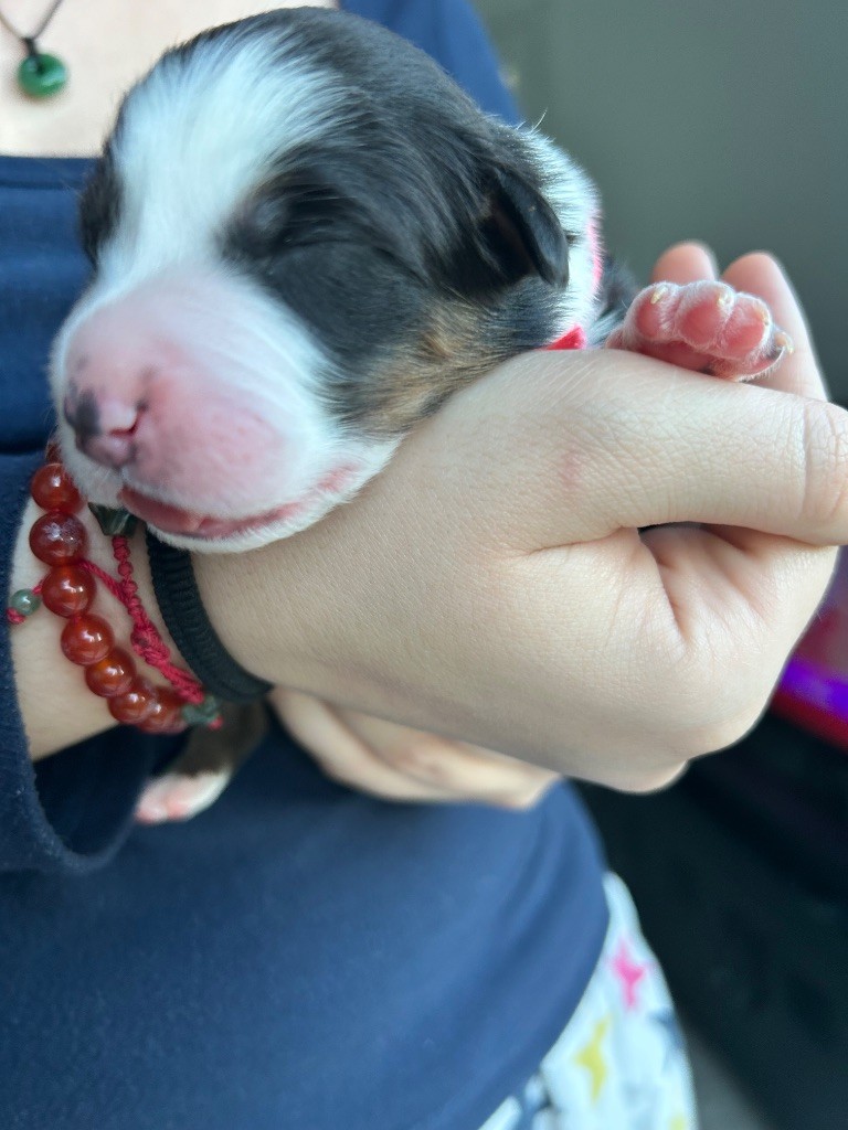 Des Joyaux De Luna - Chiots disponibles - Berger Australien