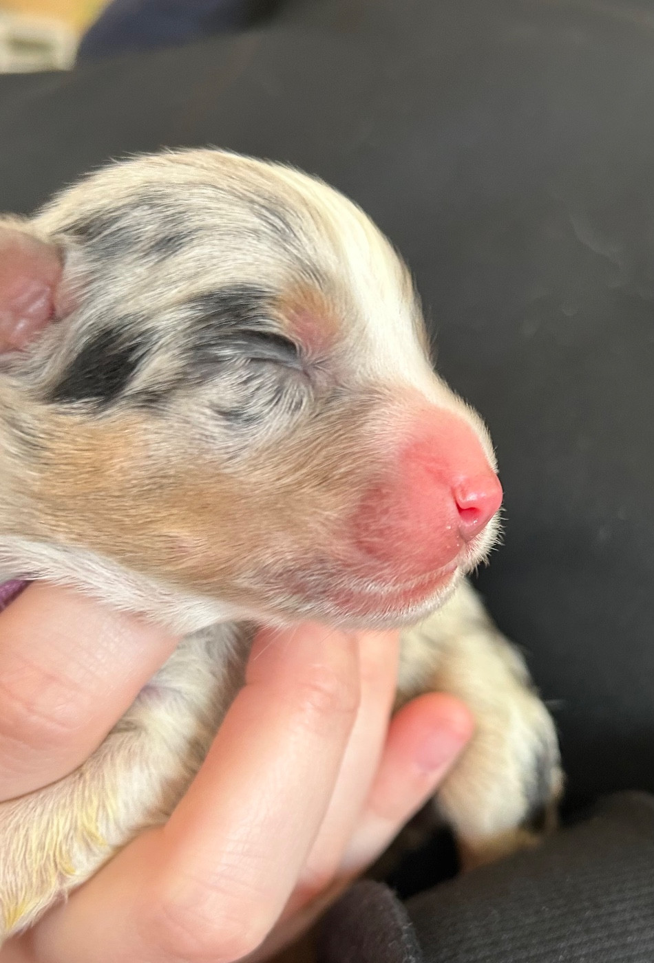 Des Joyaux De Luna - Chiots disponibles - Berger Australien
