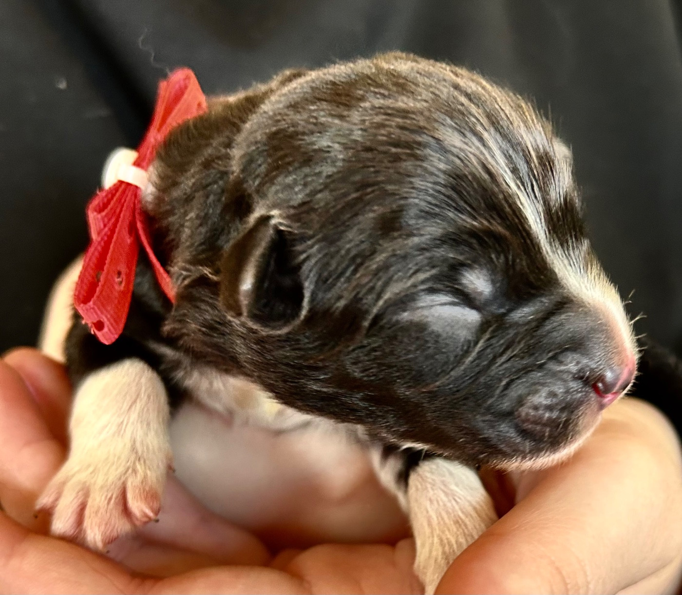 Des Joyaux De Luna - Chiots disponibles - Berger Australien