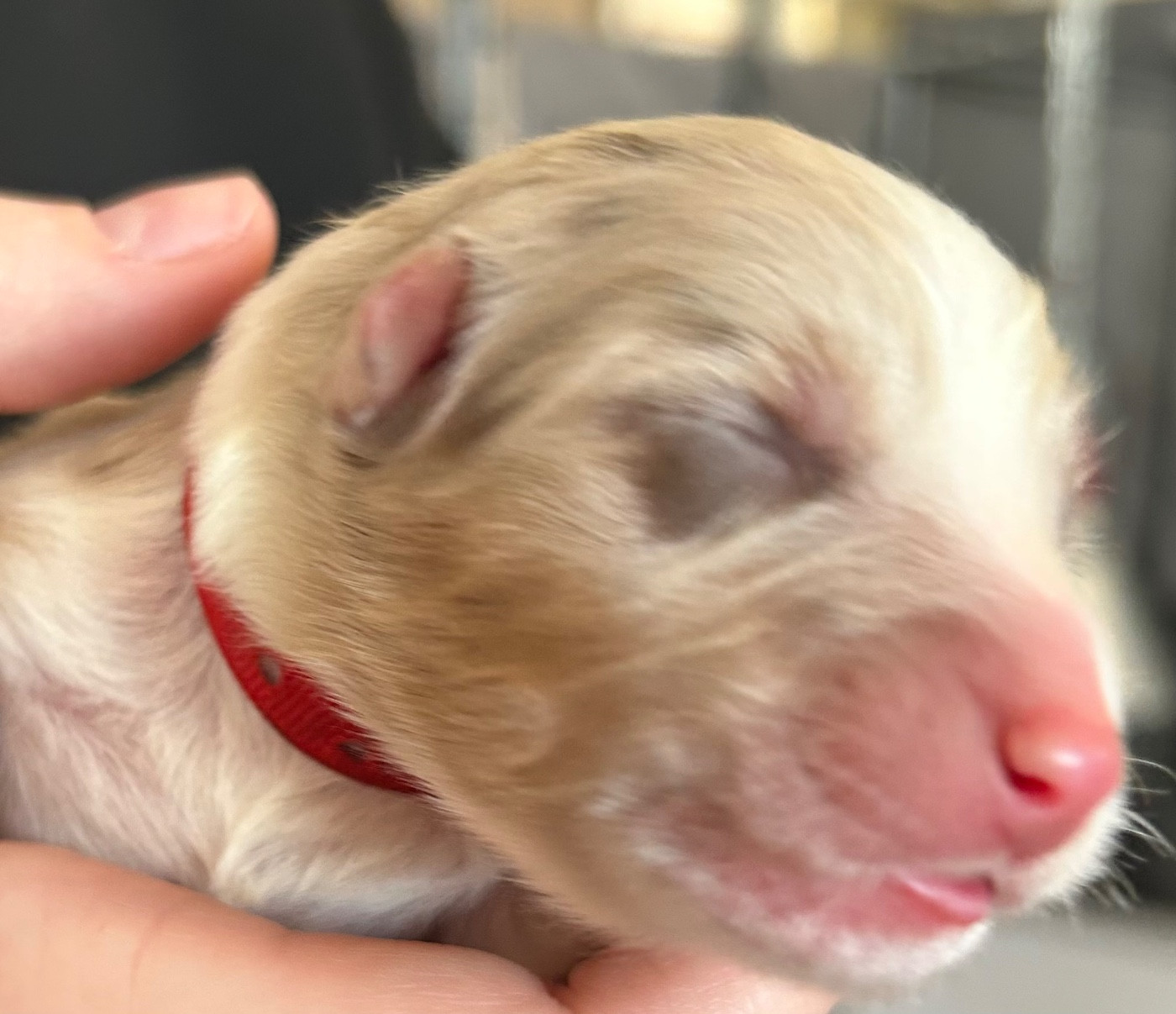 Des Joyaux De Luna - Chiots disponibles - Berger Australien