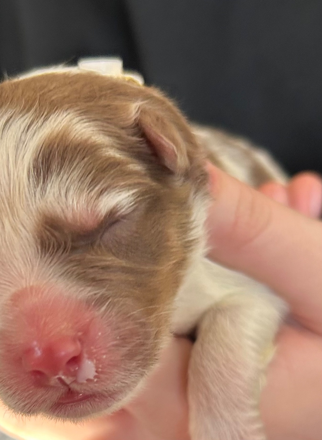 Des Joyaux De Luna - Chiots disponibles - Berger Australien