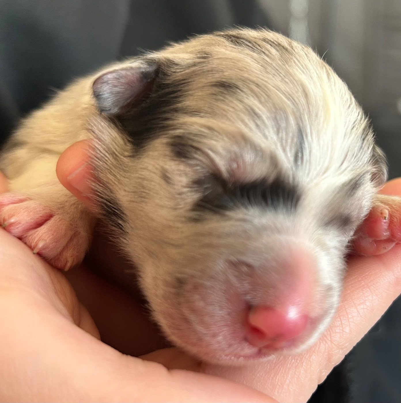 Des Joyaux De Luna - Chiots disponibles - Berger Australien