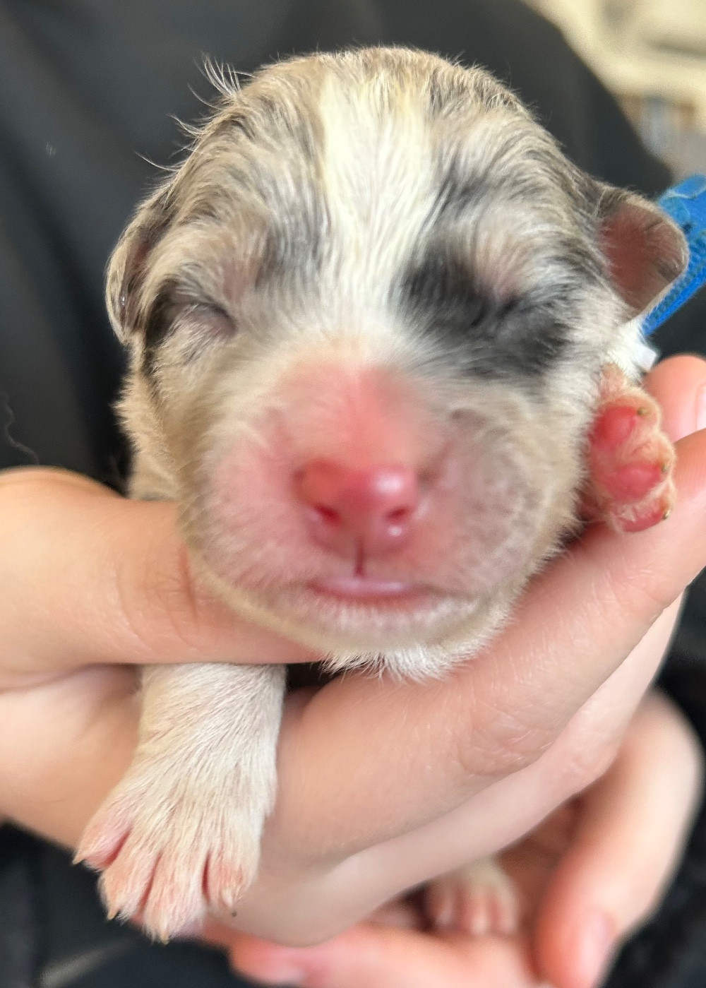 Des Joyaux De Luna - Chiots disponibles - Berger Australien