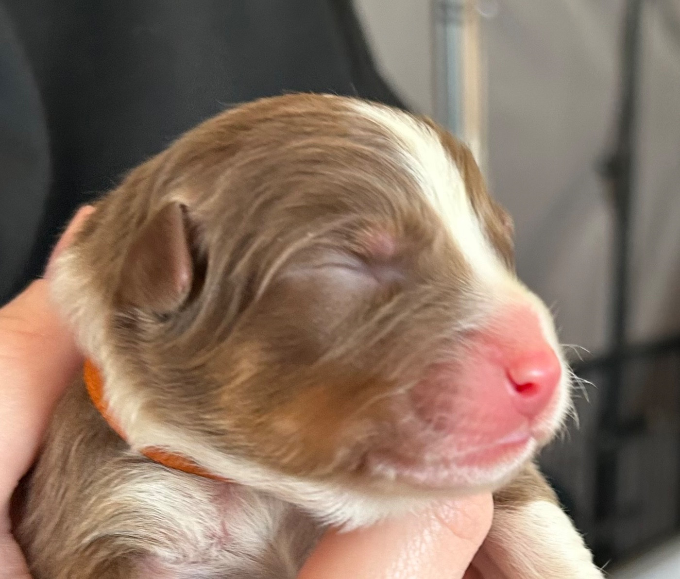 Des Joyaux De Luna - Chiots disponibles - Berger Australien