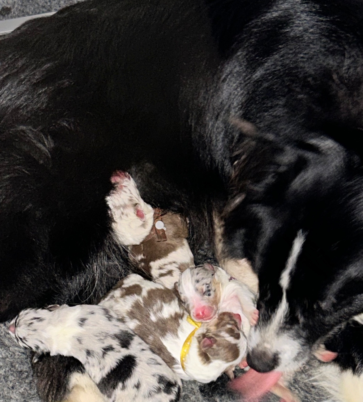 Chiot Berger Australien Des Joyaux De Luna