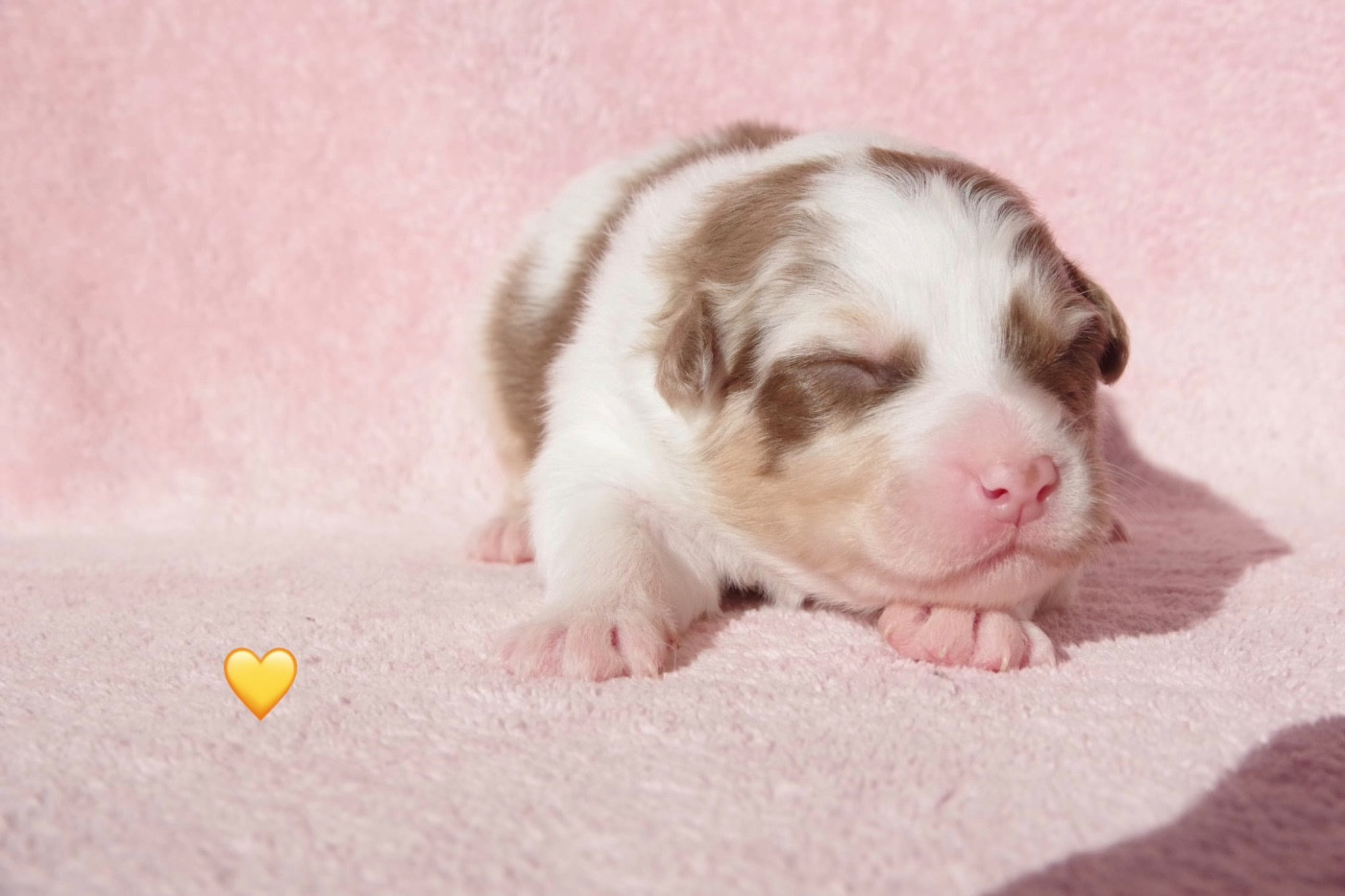 Des Joyaux De Luna - Chiots disponibles - Berger Australien