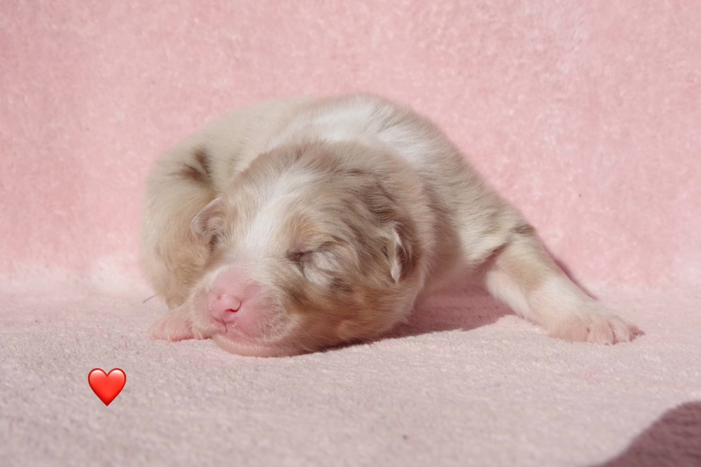 Des Joyaux De Luna - Chiots disponibles - Berger Australien