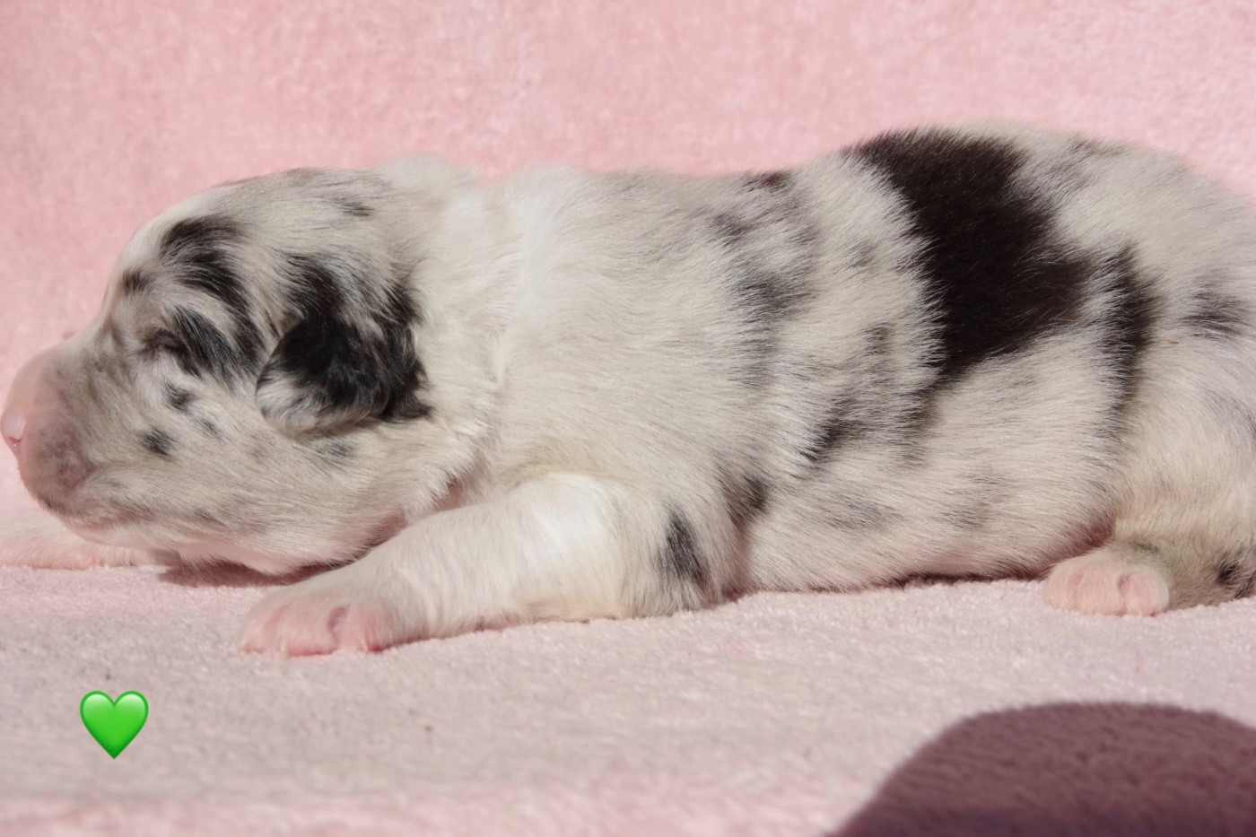 Des Joyaux De Luna - Chiots disponibles - Berger Australien