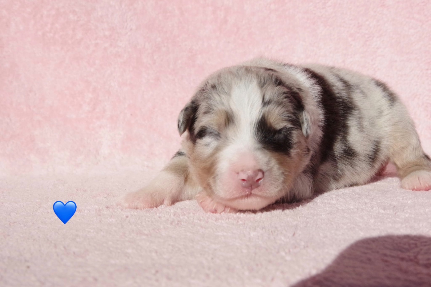 Des Joyaux De Luna - Chiots disponibles - Berger Australien