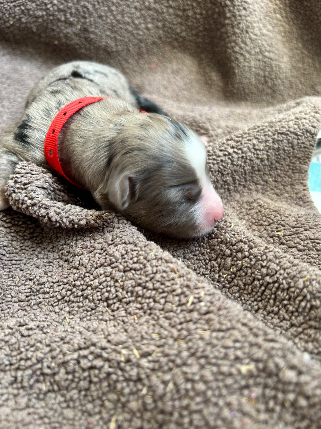 Des Joyaux De Luna - Chiots disponibles - Berger Américain Miniature 