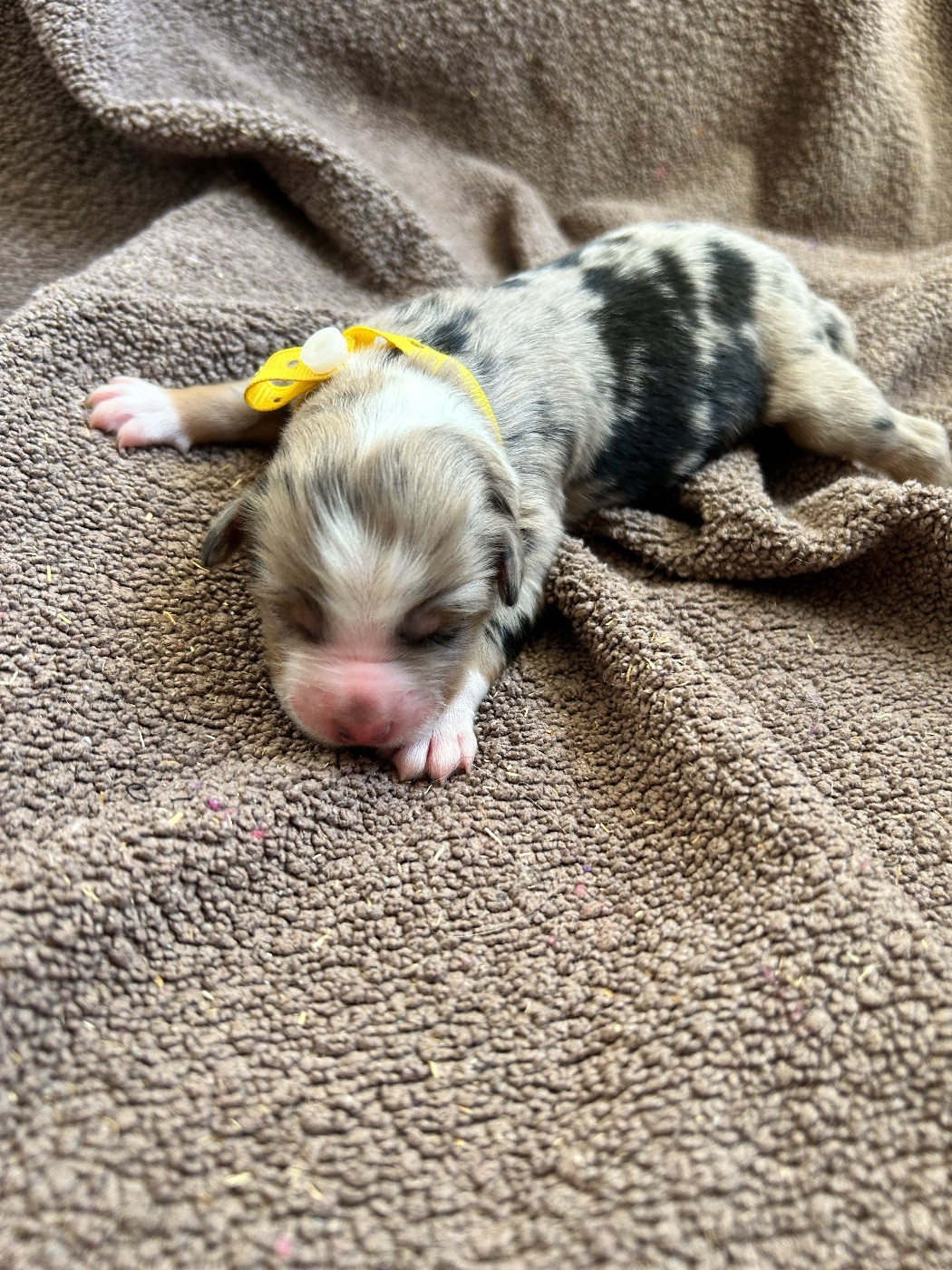 Des Joyaux De Luna - Chiots disponibles - Berger Américain Miniature 