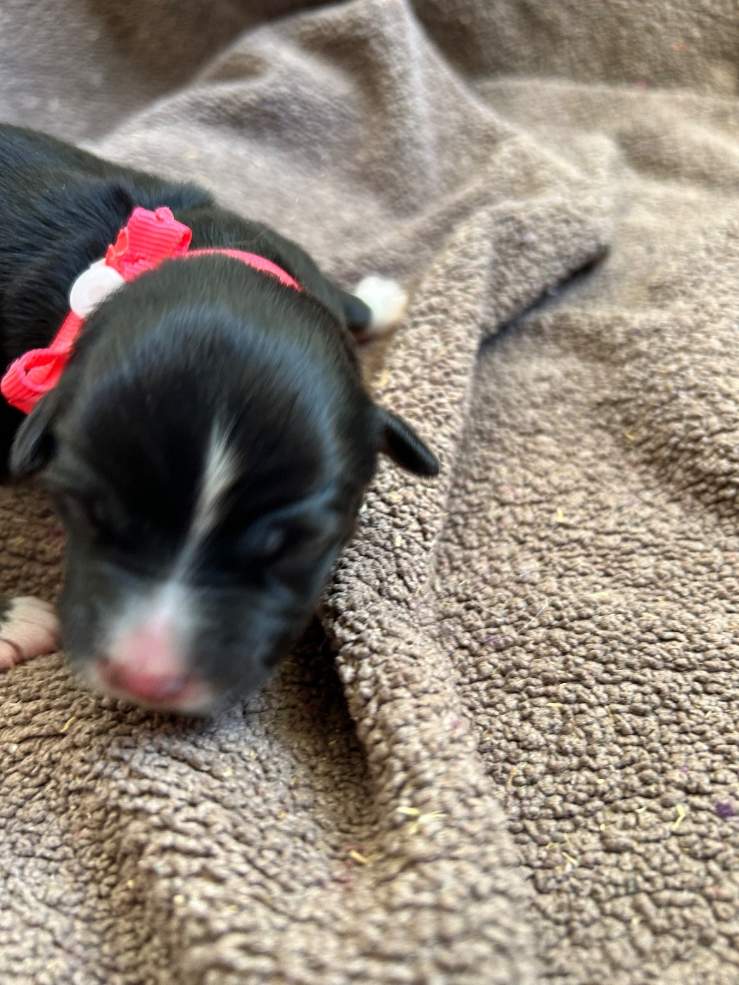 Des Joyaux De Luna - Chiots disponibles - Berger Américain Miniature 