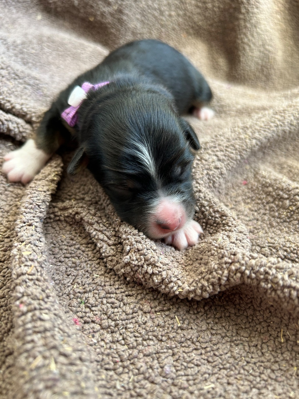 Des Joyaux De Luna - Chiots disponibles - Berger Américain Miniature 