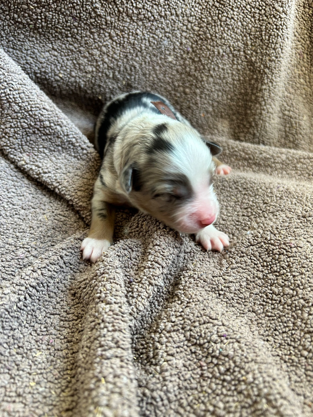 Des Joyaux De Luna - Chiots disponibles - Berger Américain Miniature 