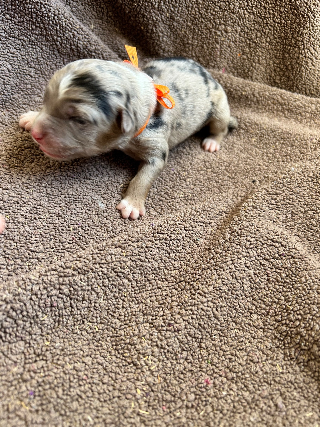 Des Joyaux De Luna - Chiots disponibles - Berger Américain Miniature 