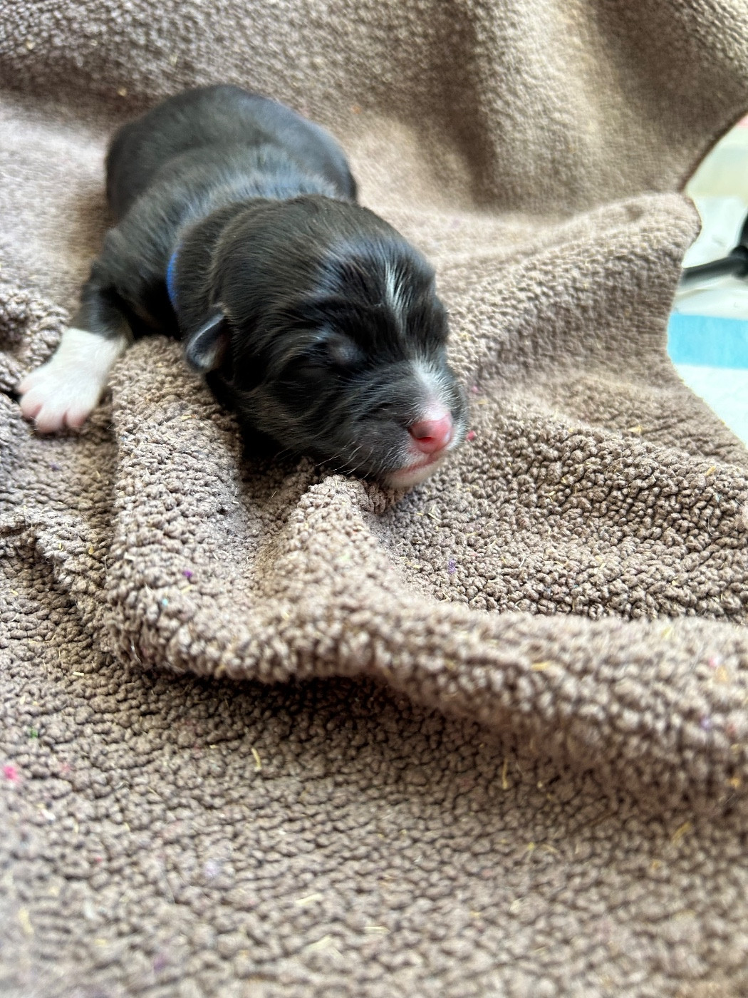 Des Joyaux De Luna - Chiots disponibles - Berger Américain Miniature 