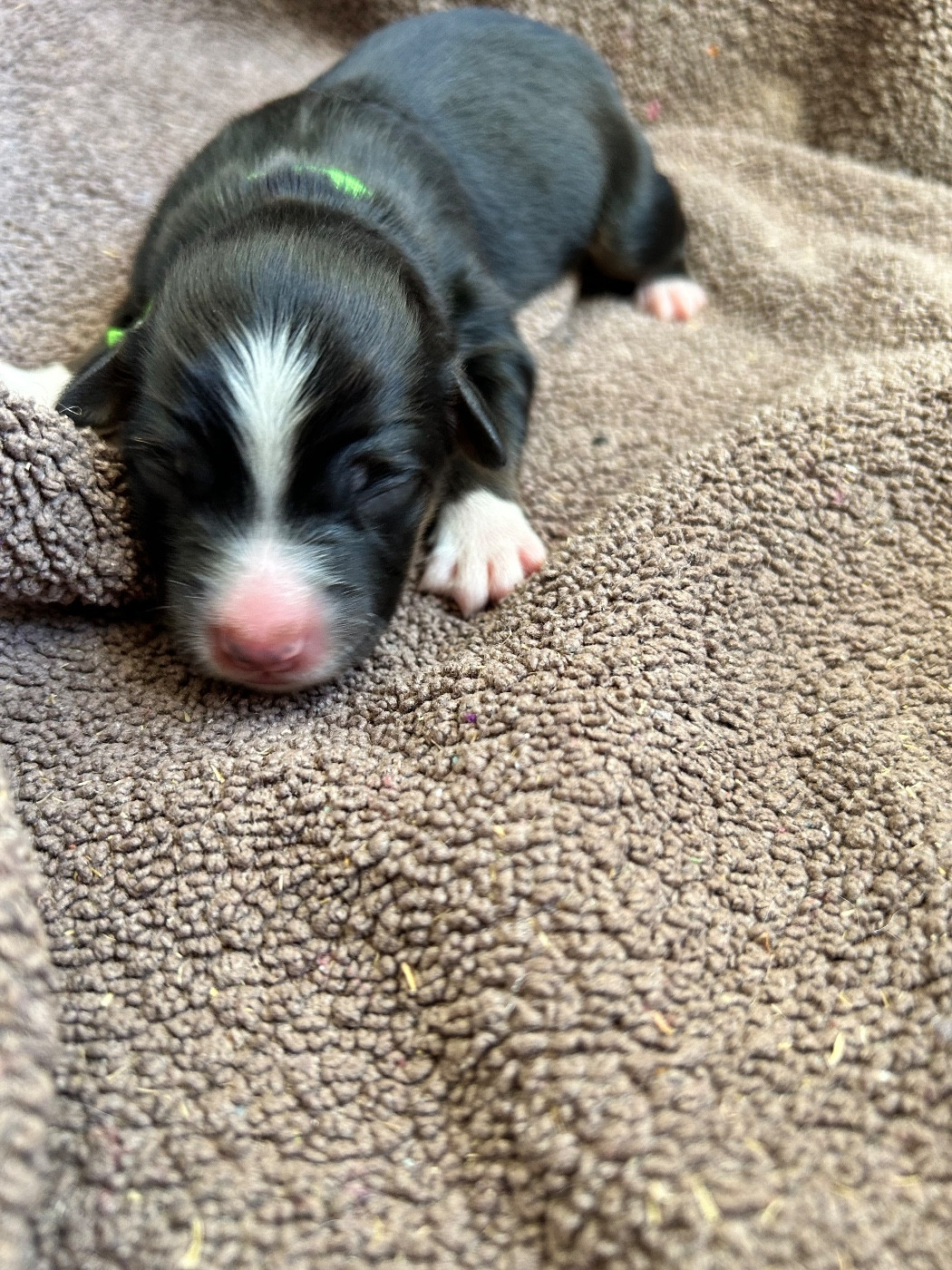 Des Joyaux De Luna - Chiots disponibles - Berger Américain Miniature 