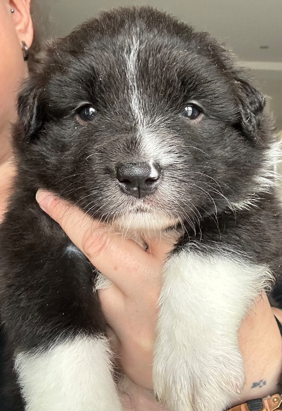 Des Joyaux De Luna - Chiots disponibles - Berger Australien