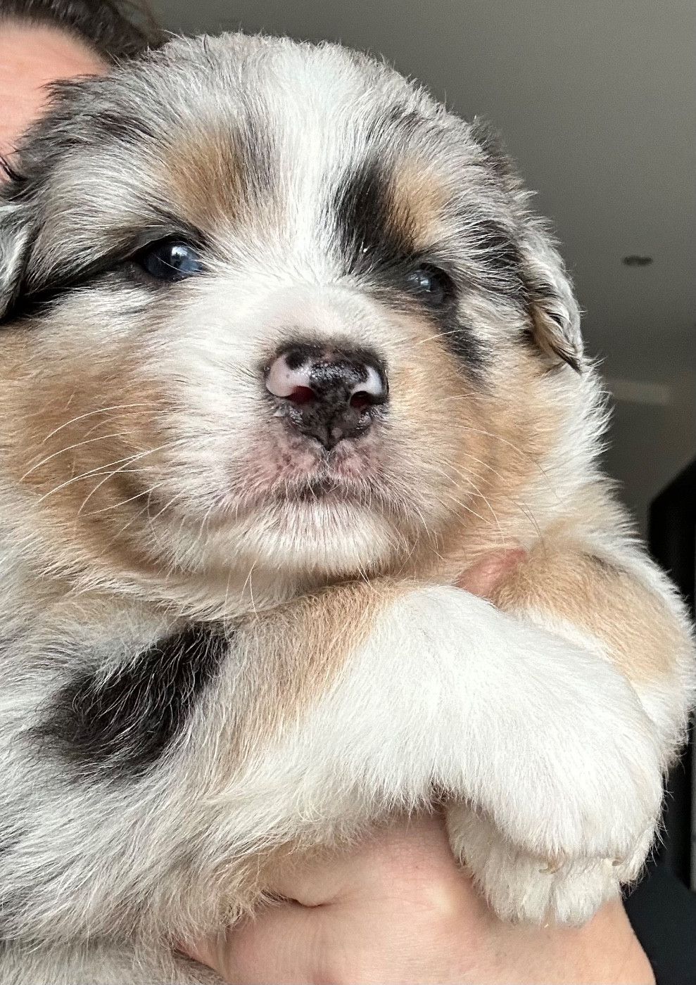 Des Joyaux De Luna - Chiots disponibles - Berger Australien