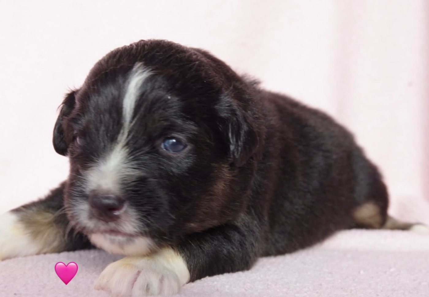 Des Joyaux De Luna - Chiots disponibles - Berger Américain Miniature 