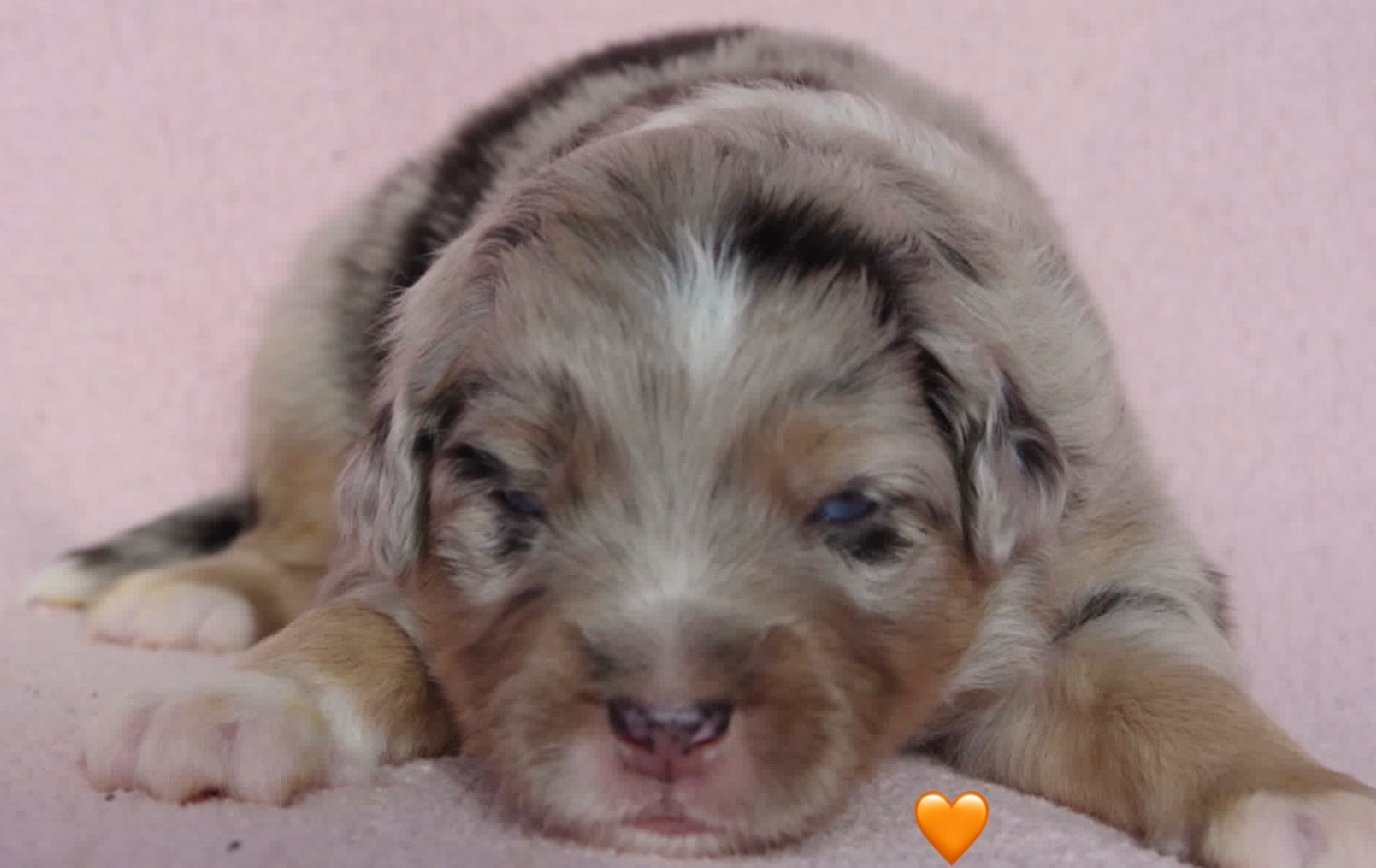 Des Joyaux De Luna - Chiots disponibles - Berger Américain Miniature 