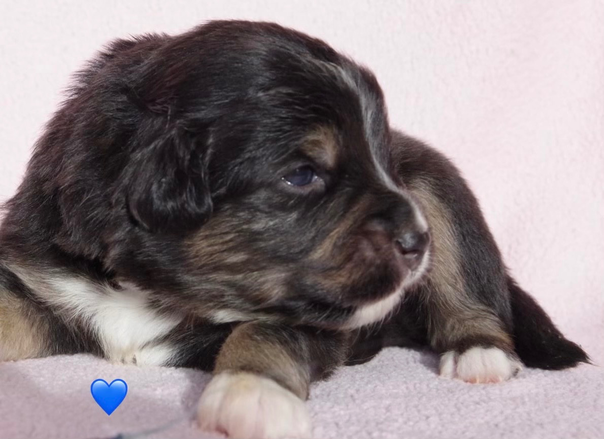 Des Joyaux De Luna - Chiots disponibles - Berger Américain Miniature 