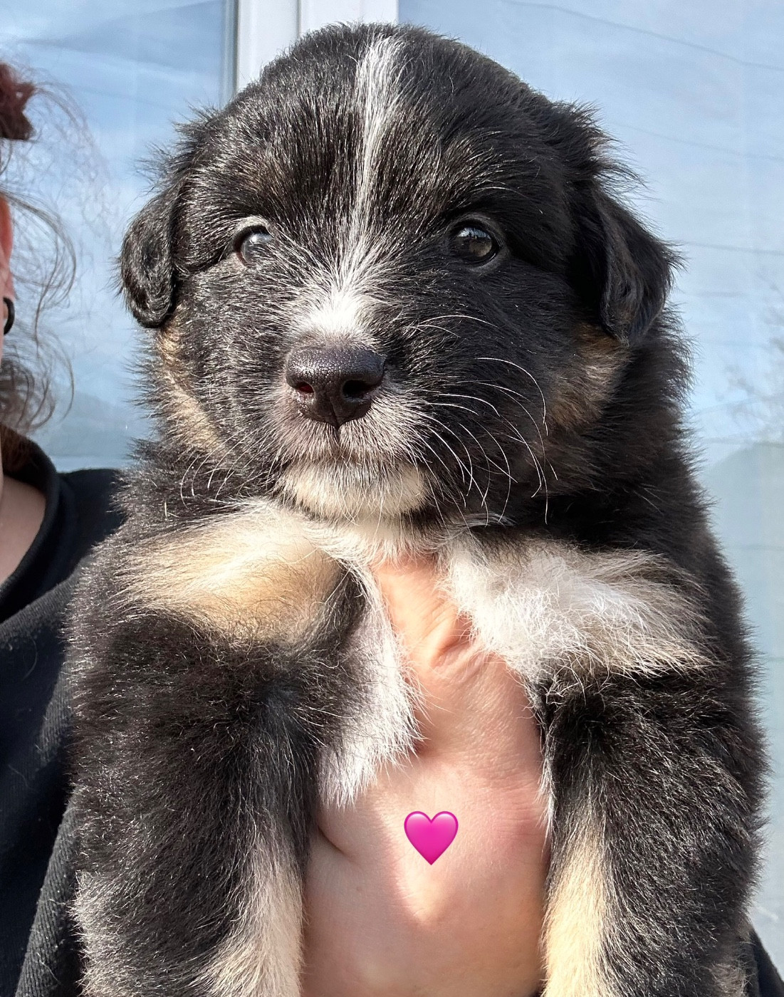 Des Joyaux De Luna - Chiots disponibles - Berger Américain Miniature 