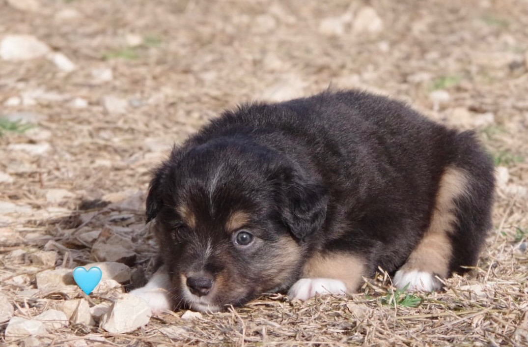 Des Joyaux De Luna - Chiots disponibles - Berger Américain Miniature 