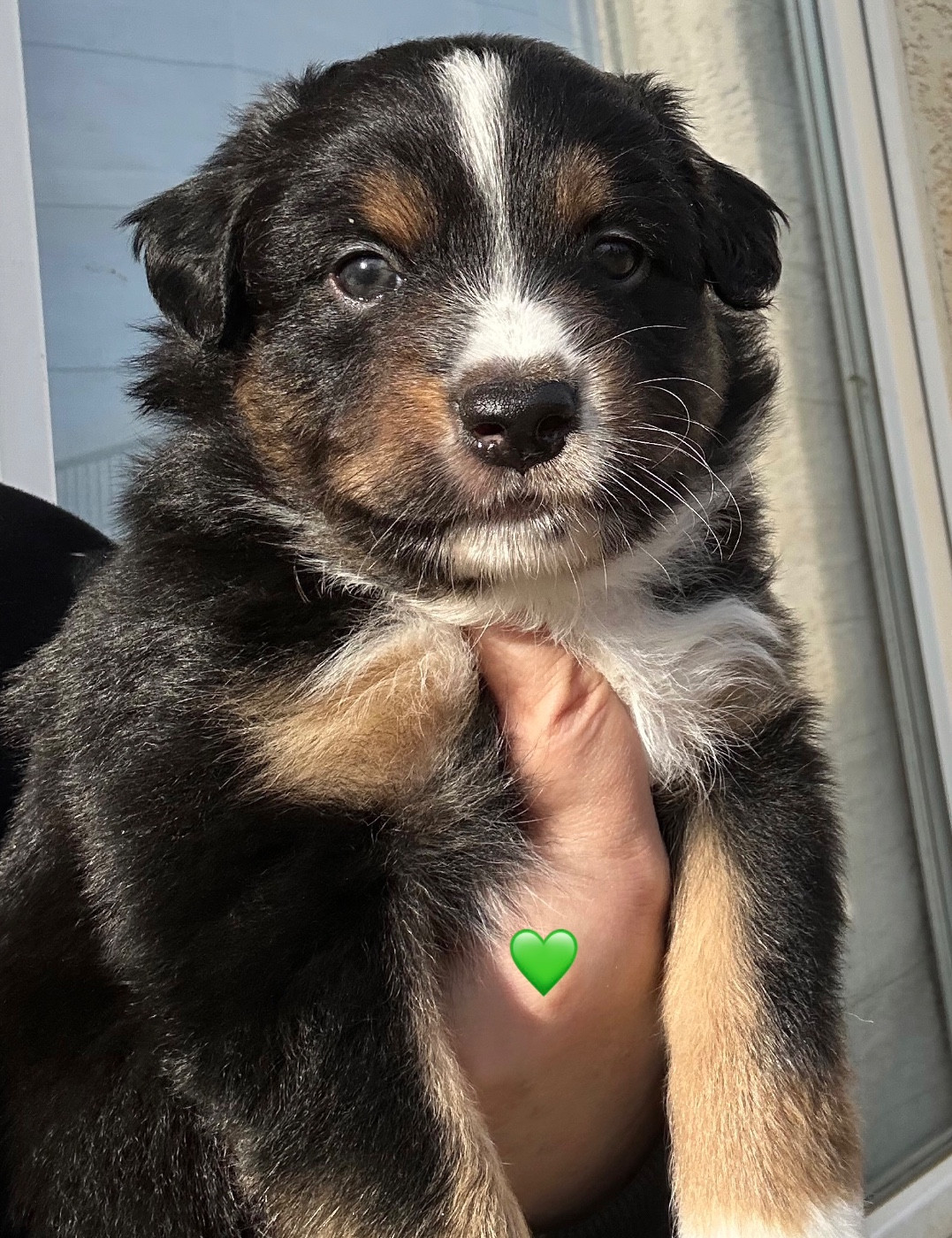 Des Joyaux De Luna - Chiots disponibles - Berger Américain Miniature 