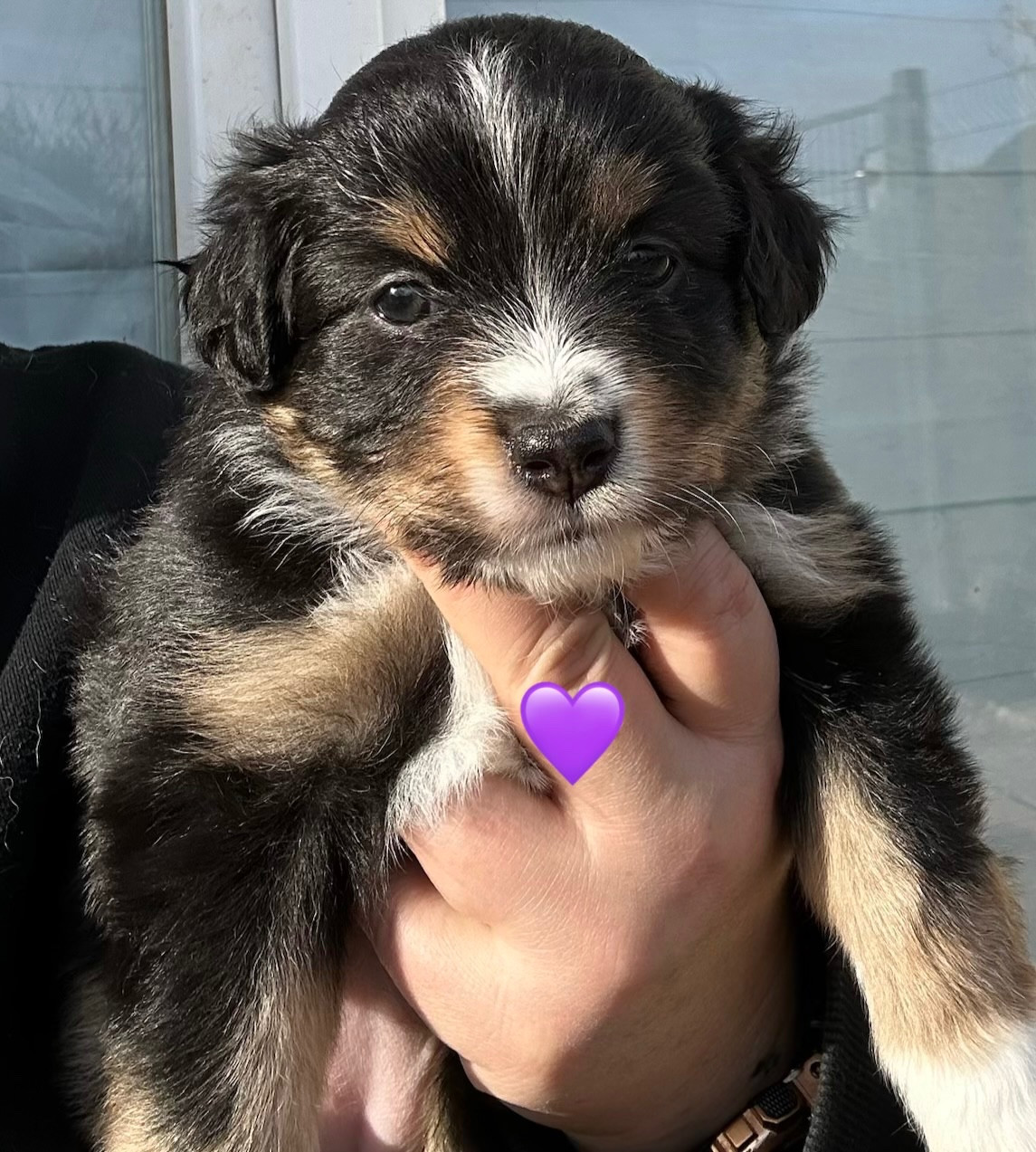 Des Joyaux De Luna - Berger Américain Miniature  - Portée née le 08/01/2026