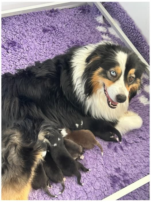 Chiot Berger Australien Des Joyaux De Luna