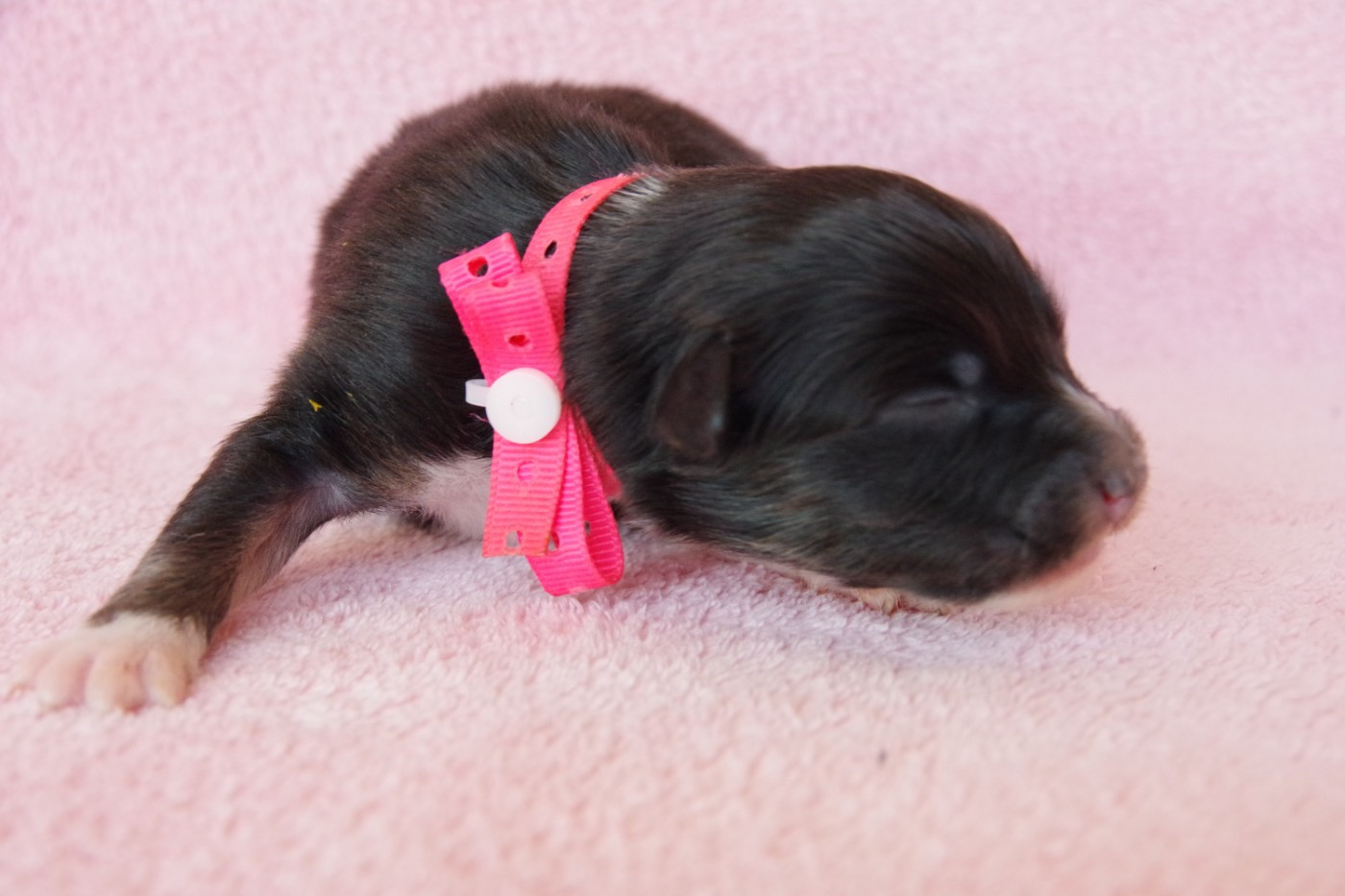 Des Joyaux De Luna - Chiots disponibles - Berger Australien