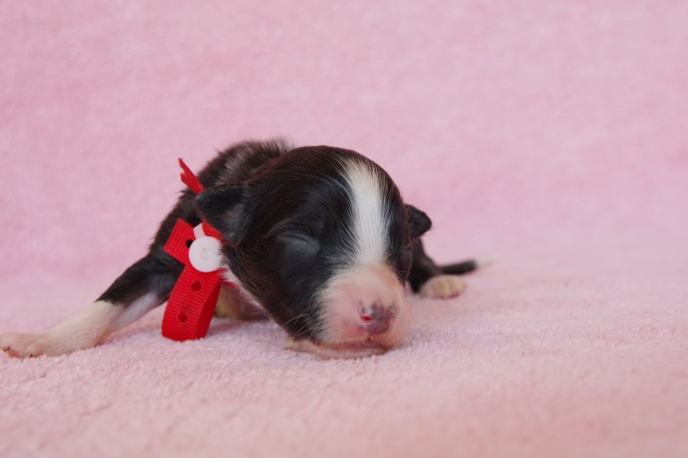 Des Joyaux De Luna - Chiots disponibles - Berger Australien