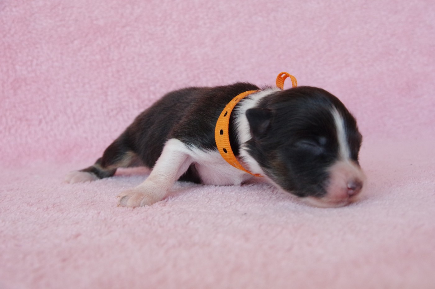 Des Joyaux De Luna - Chiots disponibles - Berger Australien