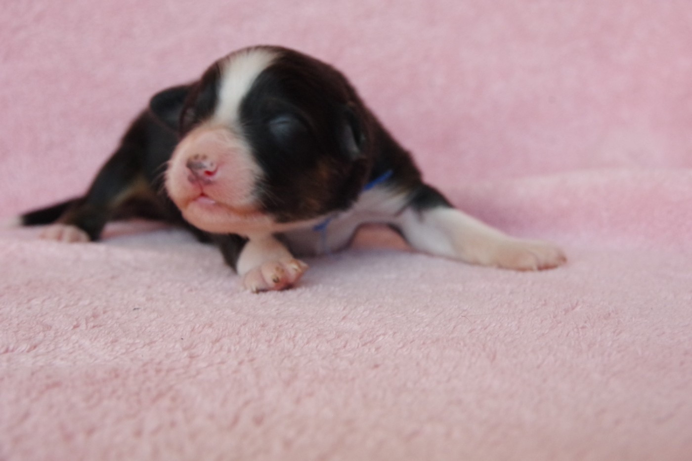 Des Joyaux De Luna - Chiots disponibles - Berger Australien