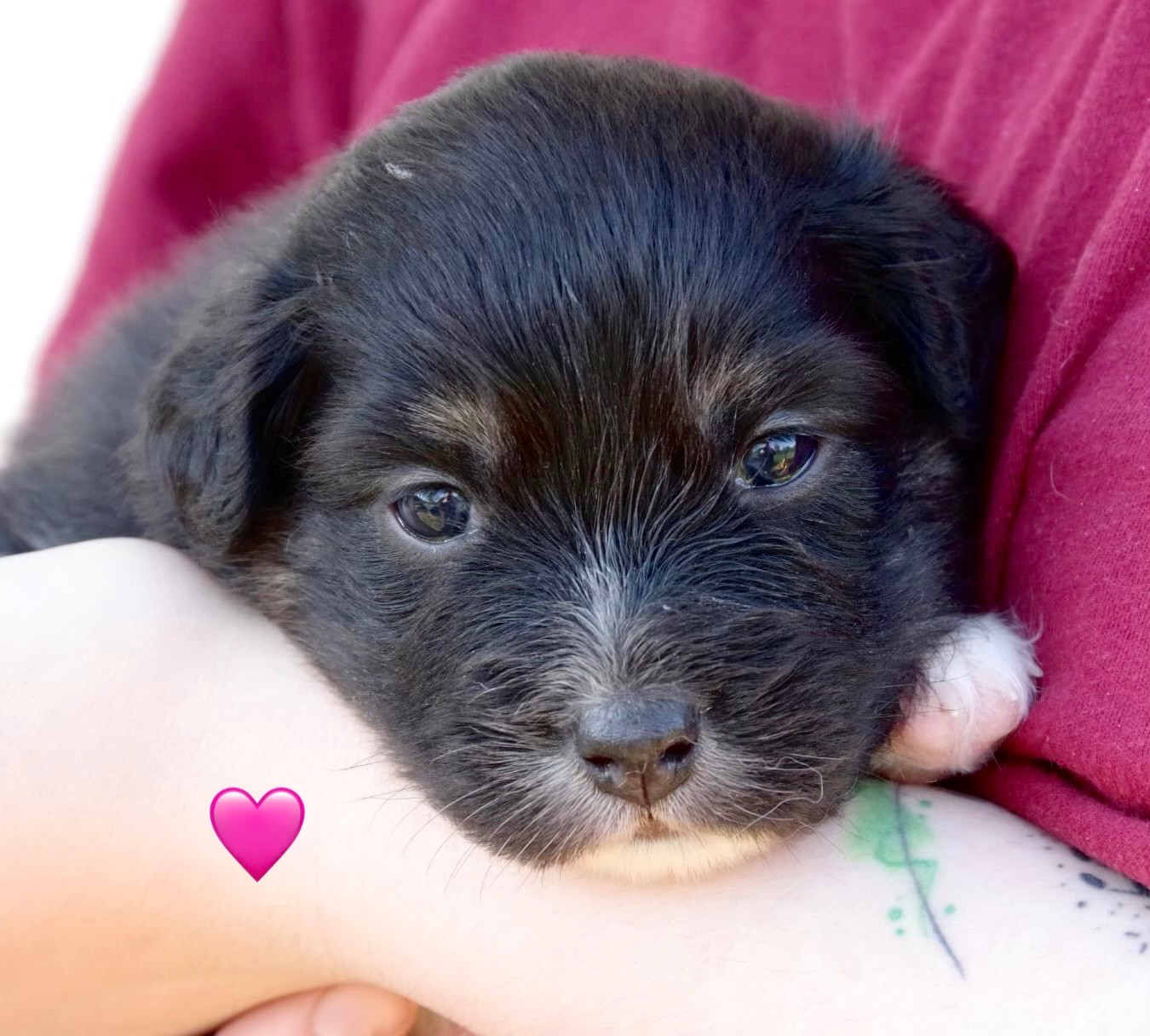 Des Joyaux De Luna - Chiots disponibles - Berger Australien