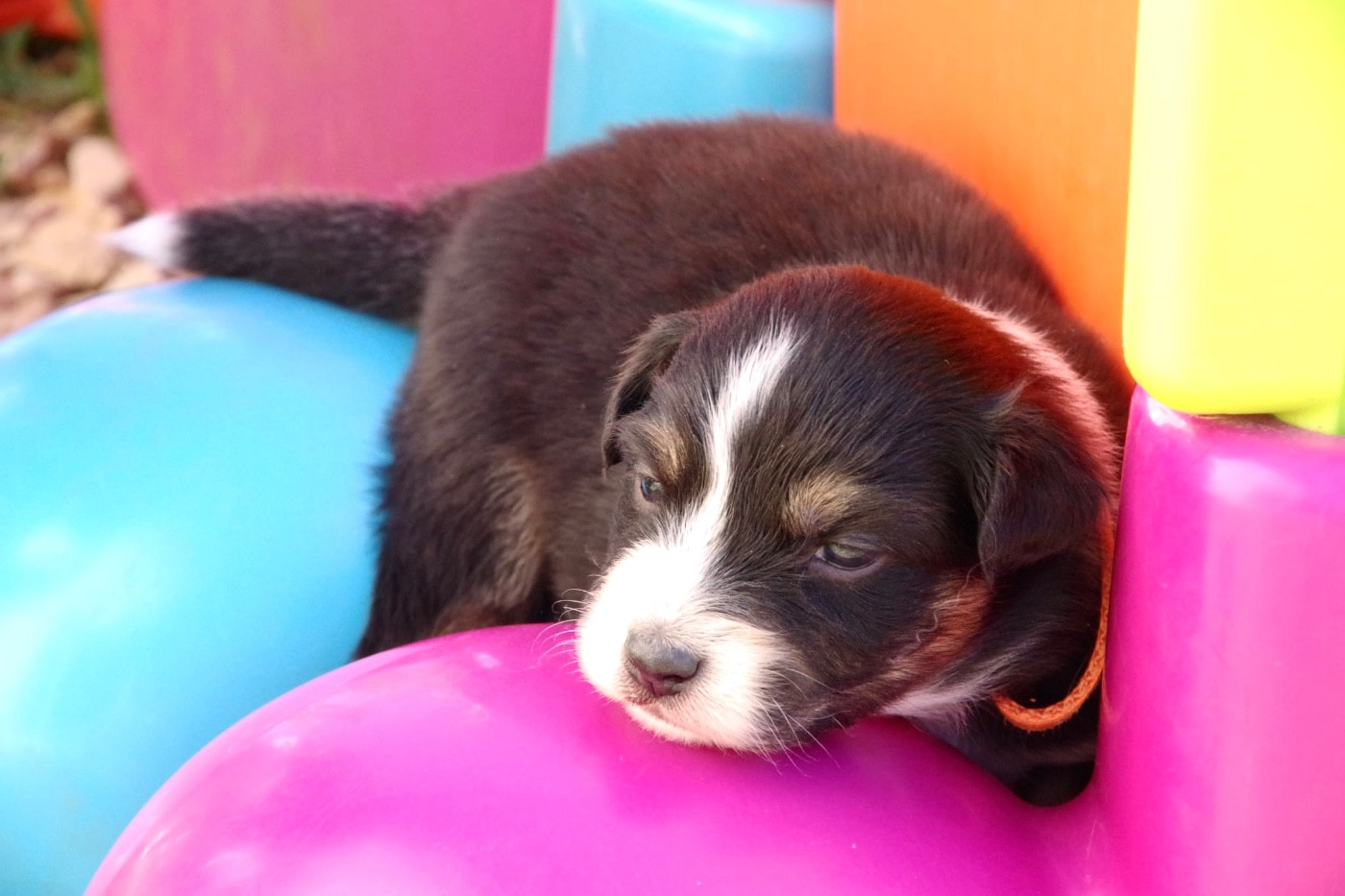 Des Joyaux De Luna - Chiots disponibles - Berger Australien